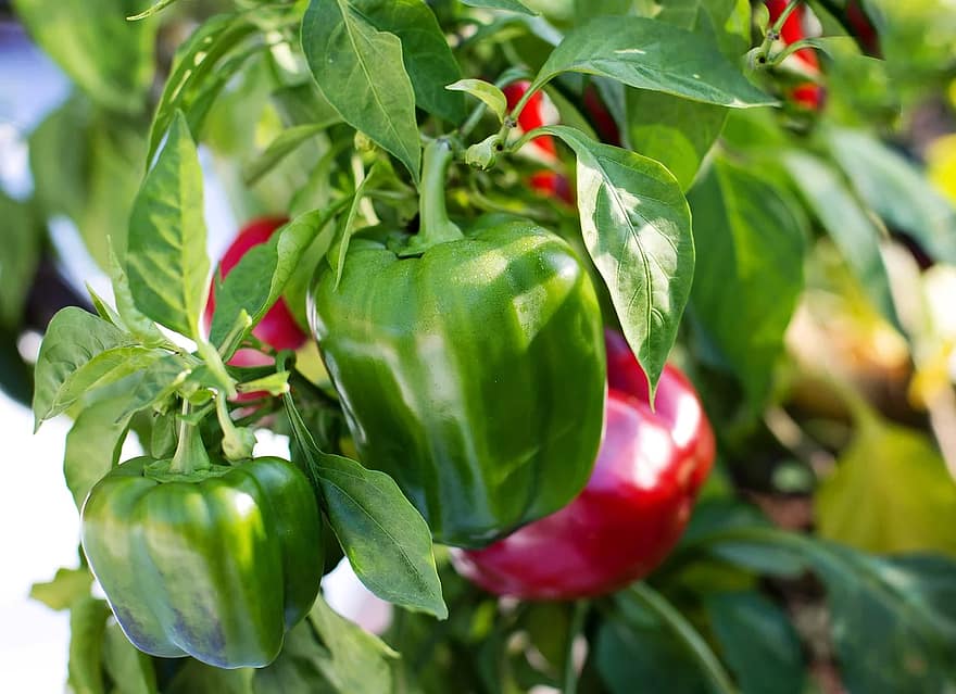 Capsicum annuum cv. 'Pimiento morrón'